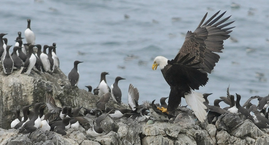 Image result for murres and eagles