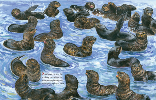 seal pups.jpg