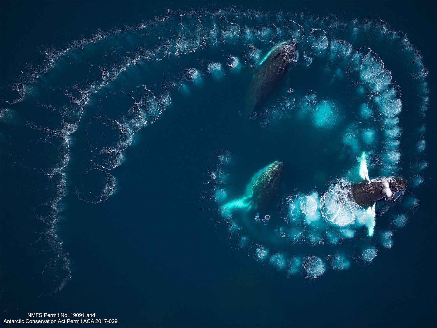 Antarctic humpback bubble nets! — SR3 Sealife Response, Rehabilitation, and Research improving the health of marine wildlife.